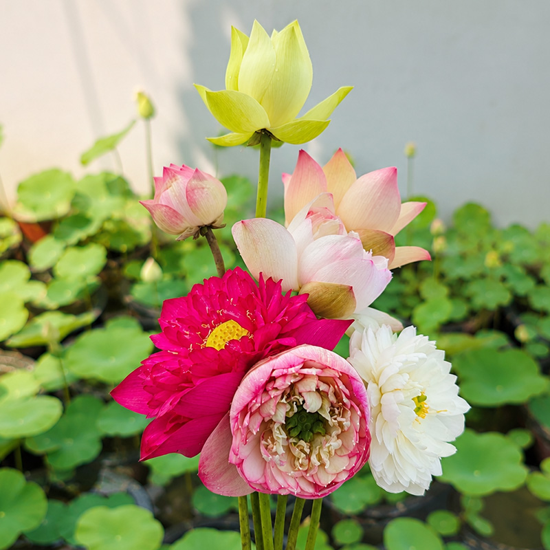 The Meaning of Lotus Flowers in Different Colors