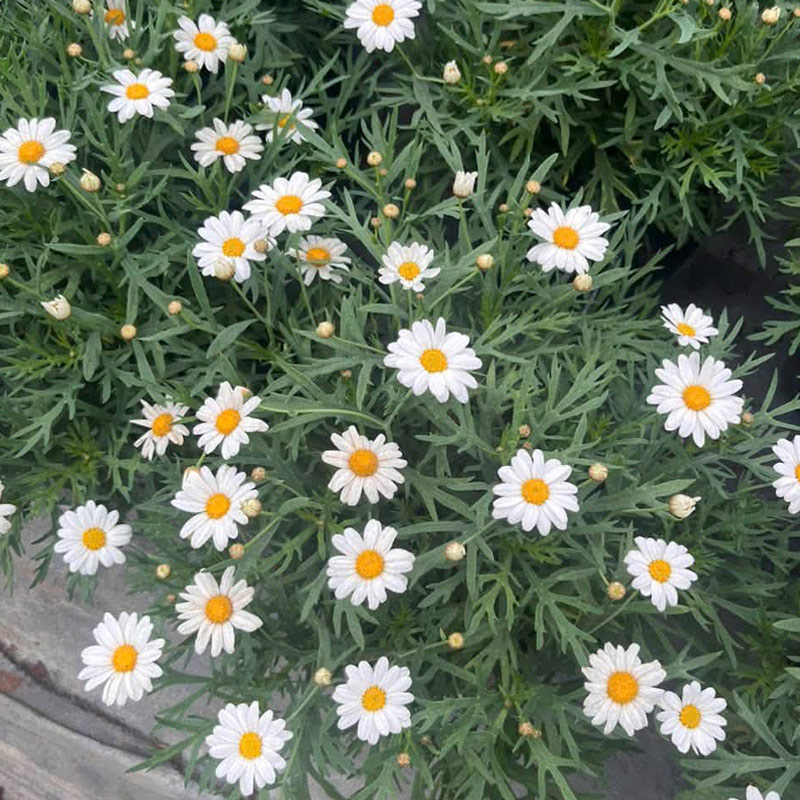 Elegant White Chamomile Flowers, A Pure and Delicate Beauty