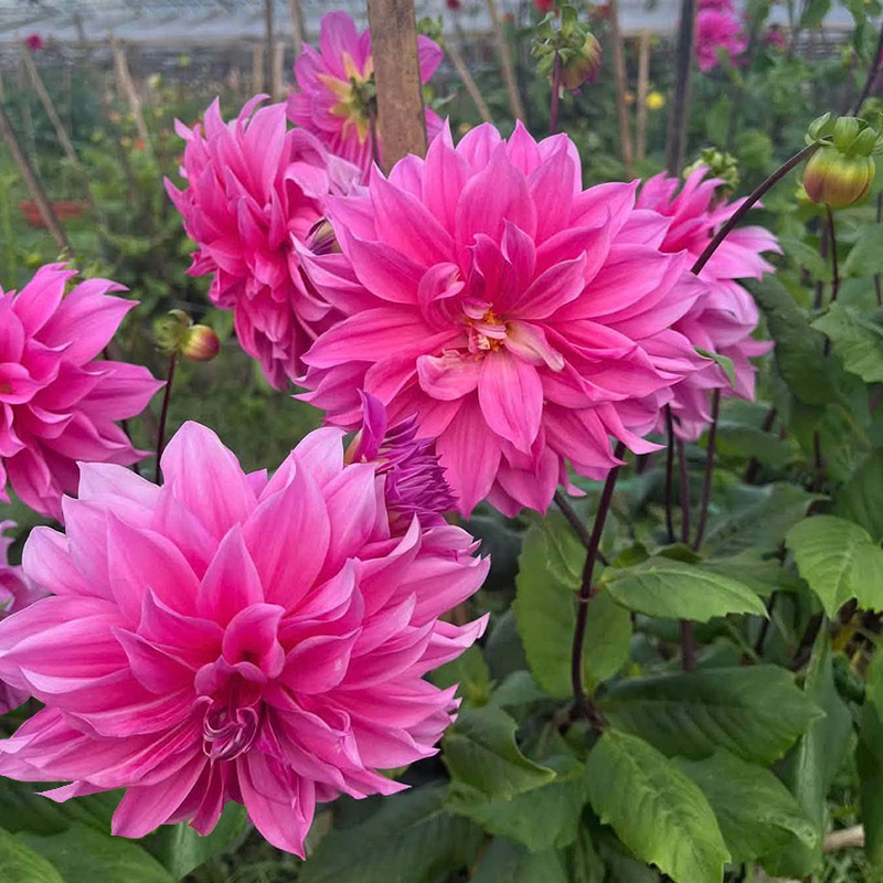 Lotus-Pink Dahlias Exude a Graceful, Gentle, and Romantic Beauty
