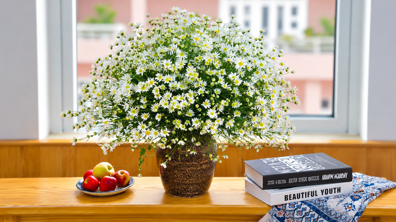 Rustic Ceramic Vase with White Daisies for Home Decor