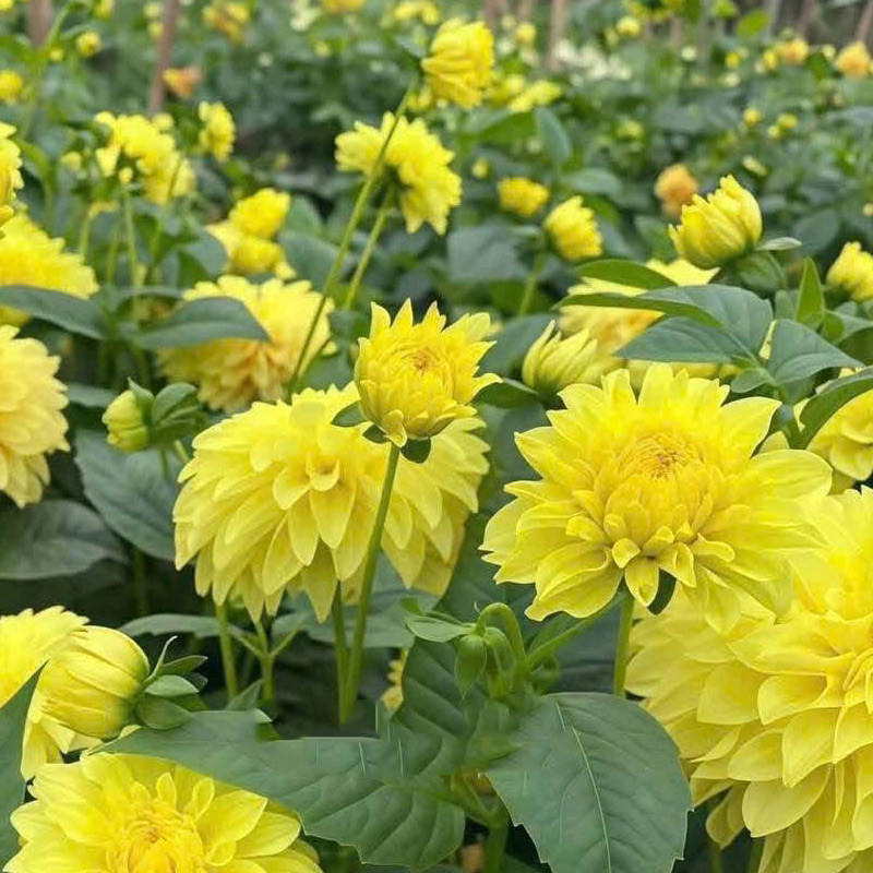 The Meaning of Yellow Dahlias Joy, Happiness, and Optimism