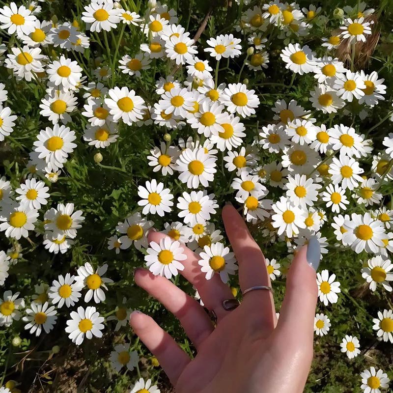 White Daisies, A Pure, Pristine, and Delicately Captivating Beauty