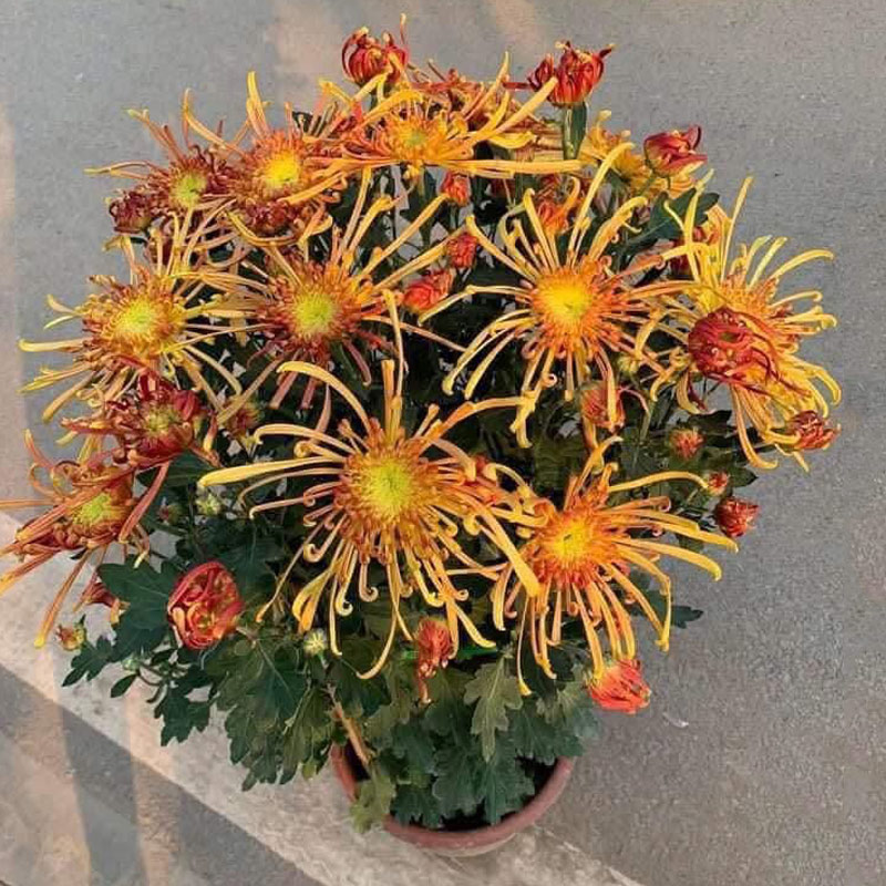 Orange Chrysanthemums Symbolizing Joy and Vitality