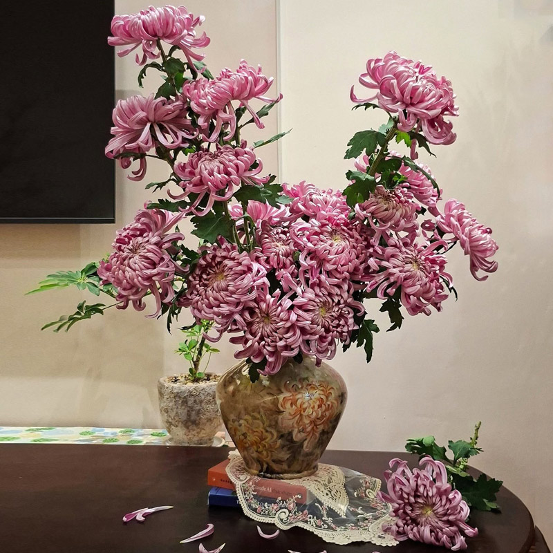 Pink Chrysanthemums Symbolizing Love and Tenderness
