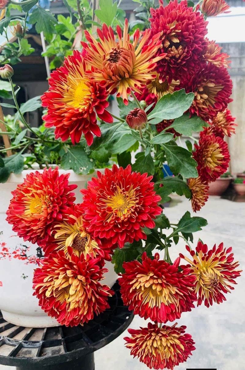 Red Chrysanthemums Representing Passionate Love